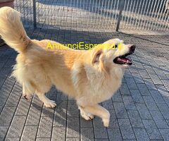 In regalo CANE METICCIO