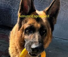 In regalo cane pastore tedesco