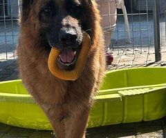 In regalo cane pastore tedesco