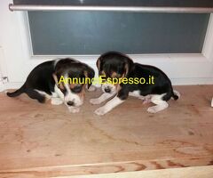 Beagle tricolore cuccioli