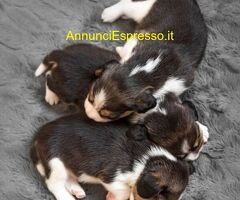 Beagle tricolore cuccioli