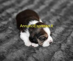 Beagle tricolore cuccioli