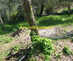 Terreno coltivabile mq3250 Privato