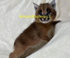 Disponibili giovani Caracal