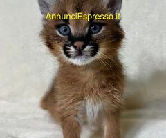 Disponibili giovani Caracal