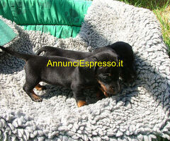 Bassotto nano cuccioli