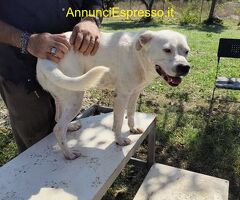 In regalo SIMBA simil Staffy