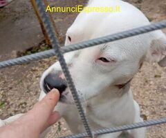 In regalo SIMBA simil Staffy