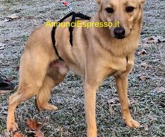 In regalo CANE METICCIO