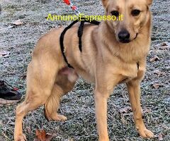 In regalo CANE METICCIO