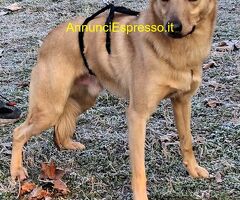 In regalo CANE METICCIO