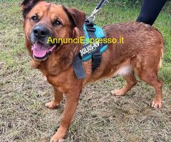 In regalo CANE METICCIO