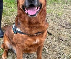 In regalo CANE METICCIO