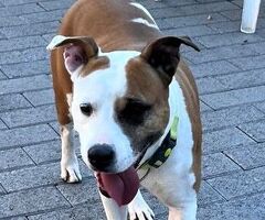 In regalo CANE METICCIO