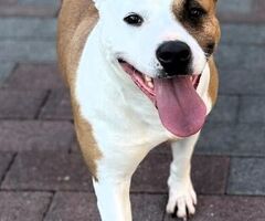 In regalo CANE METICCIO