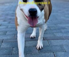 In regalo CANE METICCIO