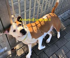 In regalo CANE METICCIO