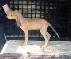 Cuccioli di segugio italiano