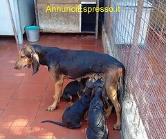 Cuccioli di segugio italiano