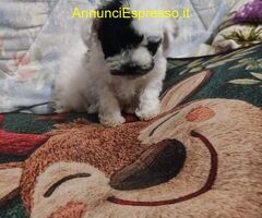 Barboncini teacup e toy