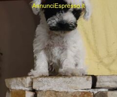 Barboncini teacup e toy