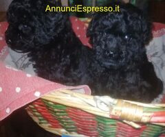 Barboncini teacup e toy