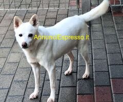 In regalo CANE METICCIO