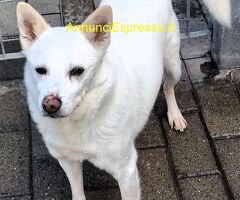 In regalo CANE METICCIO