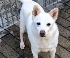 In regalo CANE METICCIO