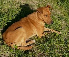 In regalo Birillo taglia piccola