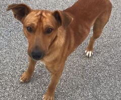 In regalo Birillo taglia piccola