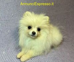 Spitz toy cuccioli