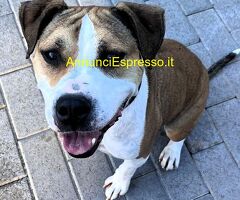 In regalo CANE METICCIO