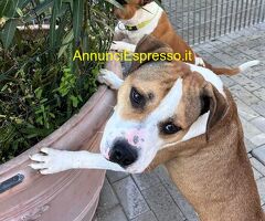 In regalo CANE METICCIO