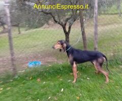 Segugio italiano maschio