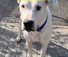 In regalo CANE DOGO ARGENTINO