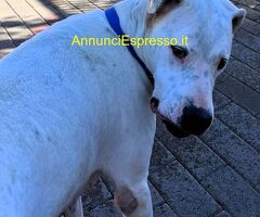In regalo CANE DOGO ARGENTINO