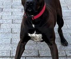 In regalo CANE METICCIO