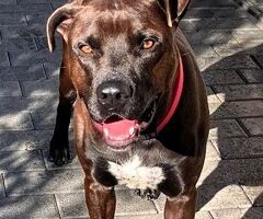 In regalo CANE METICCIO