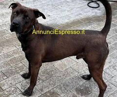 In regalo CANE METICCIO