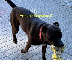 In regalo CANE METICCIO