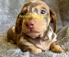 Bassotto nano cuccioli