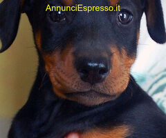 Dobermann cuccioli