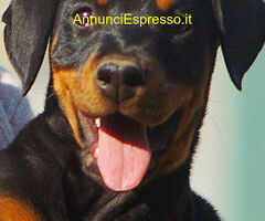 Dobermann cuccioli
