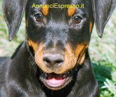 Dobermann cuccioli