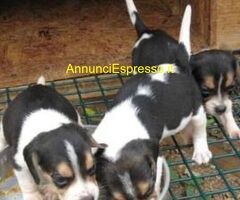 Beagle tricolore cuccioli