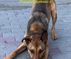 In regalo CANE METICCIO