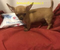 Chihuahua