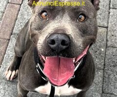 In regalo CANE METICCIO