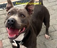 In regalo CANE METICCIO